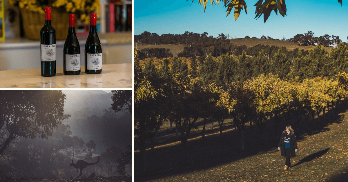 Bungendore Wine Trail and Hoskinstown chestnuts